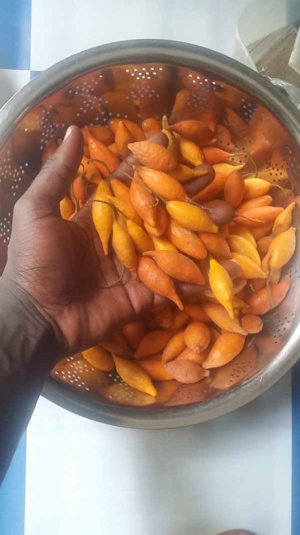 Iboga fruits and seeds