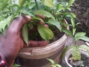 Iboga seedlings and plants