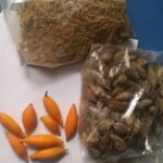 iboga-seeds
