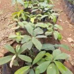 iboga-seed-nursery-cameroon