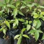 IBOGA POT NURSERY
